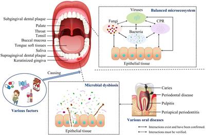 Frontiers The Oral Microbiota Community Composition Influencing Factors Pathogenesis And